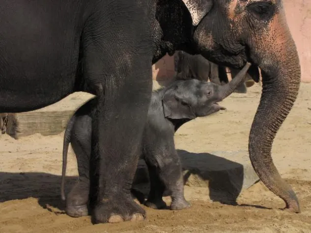 Es ist ein Mädchen Bild: Es ist ein Mädchen