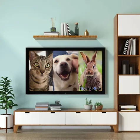 Bild: tiierisch.de: Medien-Kooperation mit ProSiebenSat.1