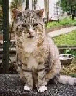 Bild: Kleine Tiergeschichten und Reime online sowie die Geschichte von Tommy, dem Kater, der zu Weihnachten einzog