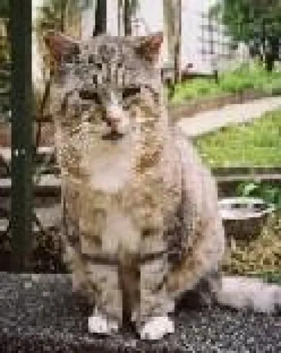 Bild: Kleine Tiergeschichten und Reime online sowie die Geschichte von Tommy, dem Kater, der zu Weihnachten einzog