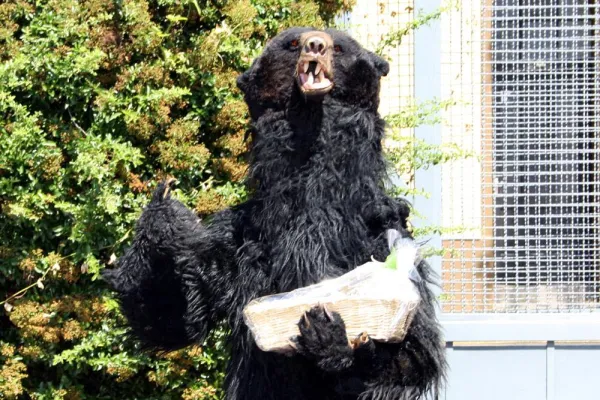 Bild: Bonner Bär auf Beutezug - Ungewöhnliche Akquiseaktion der Agentur Behrenrevier