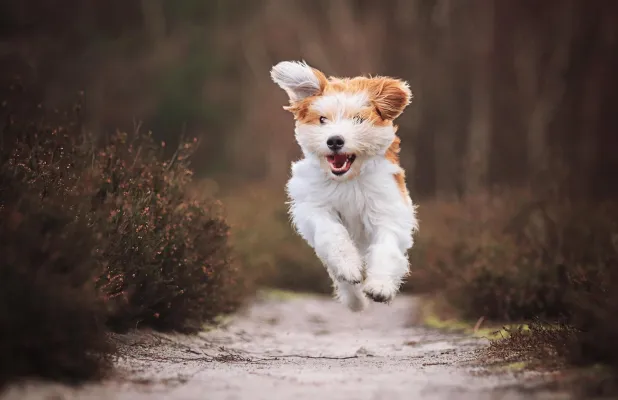 Bild: Haushaltshilfe mit Hundebetreuung! Ein gutes Gefühl mit Zeitersparnis kombiniert!