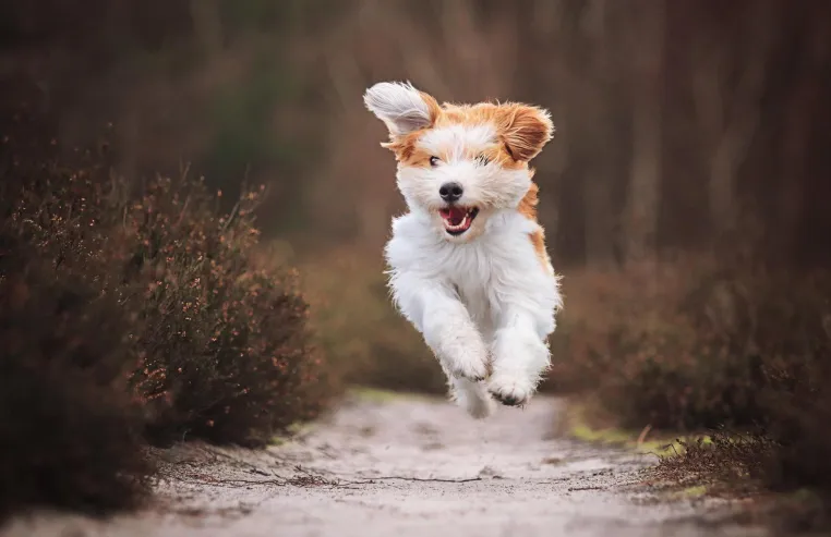 Bild: Haushaltshilfe mit Hundebetreuung! Ein gutes Gefühl mit Zeitersparnis kombiniert!