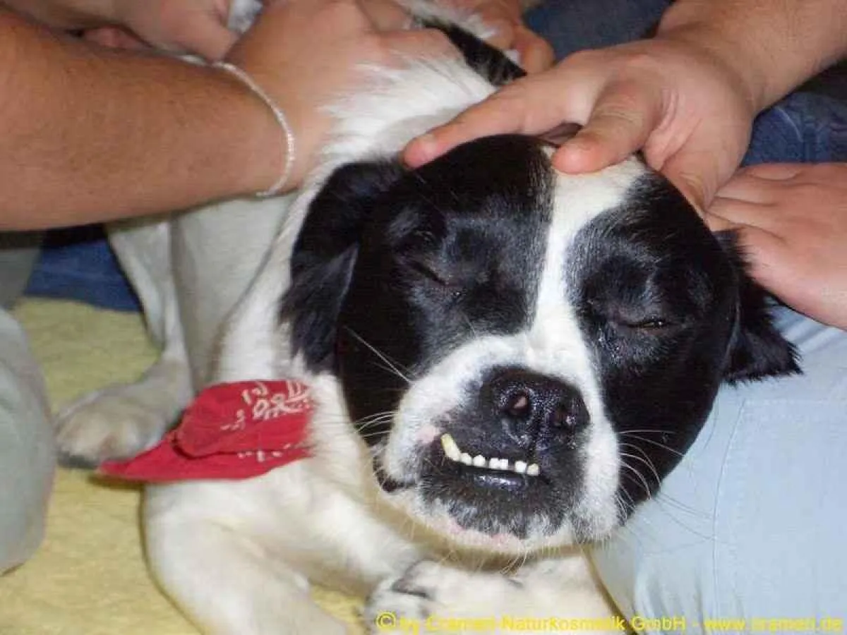 Synchro-Behandlung von zwei Doggy-Wellness-Spezialisten