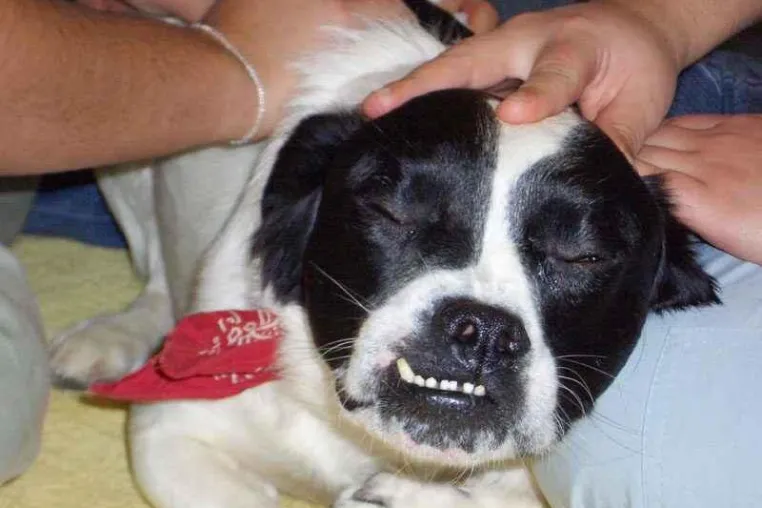 Was benötigt mein Hund Bild: Was benötigt mein Hund