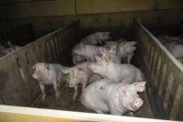 Bild: Aufgedeckt: Auch VION arbeitet mit der größten Schweinemast Niedersachsens zusammen