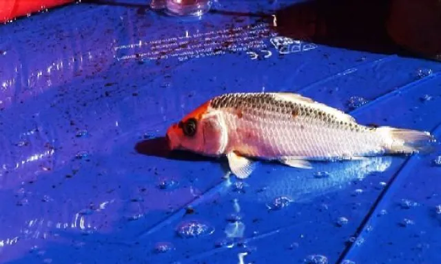 Bild: Ausstellung \"aquartieramento\" von LINDA FRANKE und NADJA V. MARCIN im DomAquarée zum Festival of Lights 2008