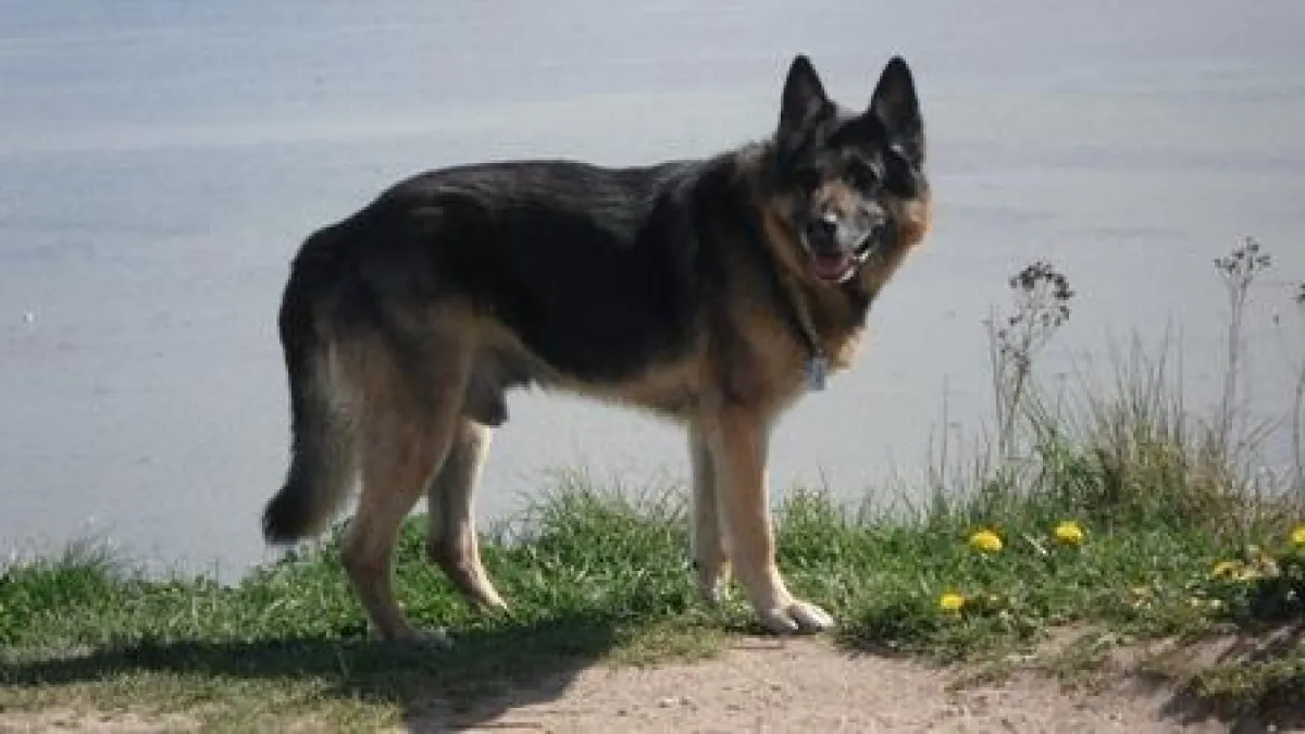 Rex mit seinem Ampli5 Dog Tag
