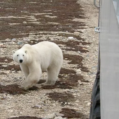 Bild: Polarbär-Safari in Churchill – Mit dem Tundra-Buggy zu Besuch bei Familie Nanuq in der Wildnis der Hudson Bay