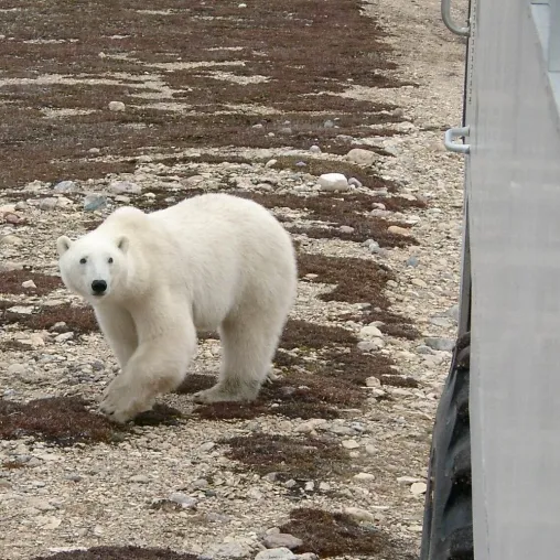 Polarbär-Safari in Churchill – Mit dem Tundra-Buggy zu Besuch bei Familie Nanuq in der Wildnis der Hudson Bay Bild: Polarbär-Safari in Churchill – Mit dem Tundra-Buggy zu Besuch bei Familie Nanuq in der Wildnis der Hudson Bay