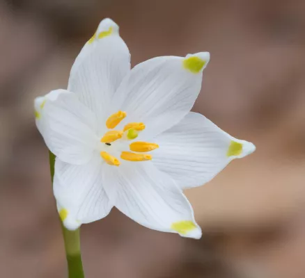 Bild: Fotospaziergang zur zauberhaften Märzenbecherblüte bei Hameln mit der Fotoschule des Sehens