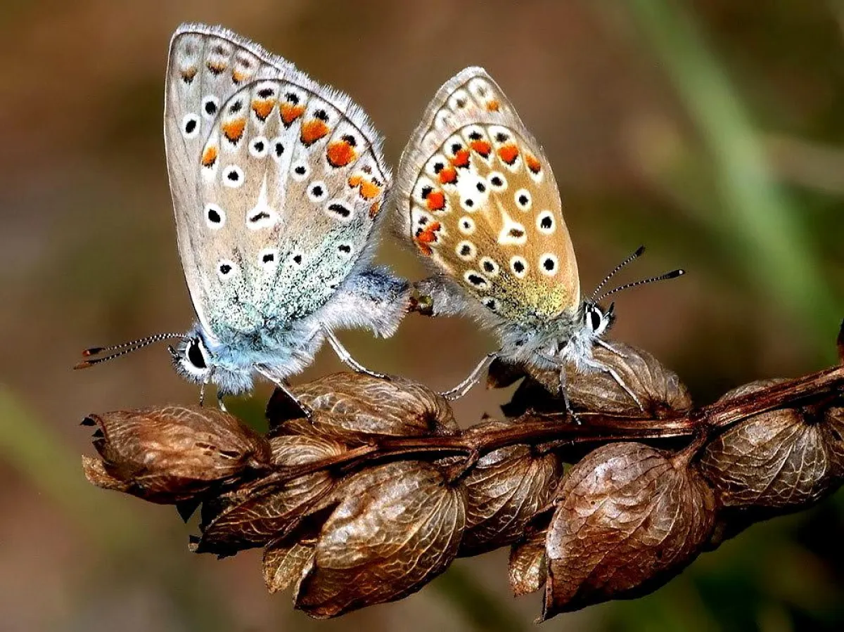 Dieses Hauhechel-Bläuling-Paar (Polyommatus icarus) konnte Marketingfachmann Rainer Prüm aus Merzig auf dem Nackberg ablichten.