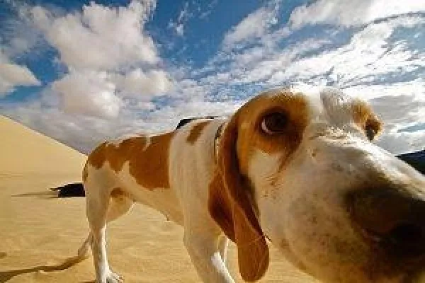Bild: Die Wenningstedter Hundstage auf Sylt 2018 - Urlaub mit Hund machen