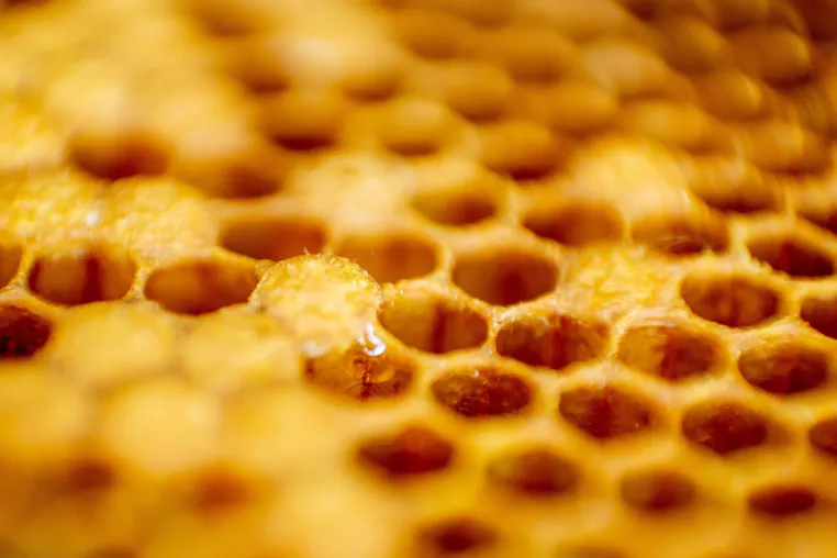 Bild: Bienenwachskerzen setzen leuchtende Akzente für umweltbewusste Genießer*innen