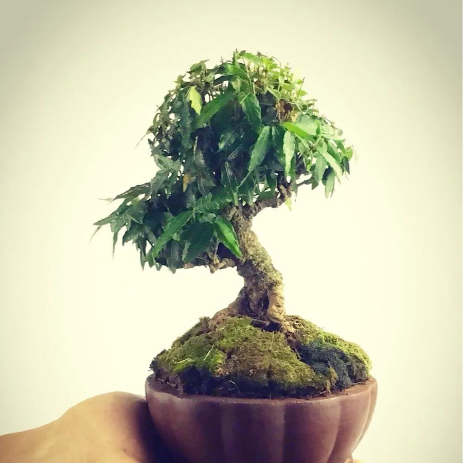 Ein wunderschöner Boomki-Bonsai