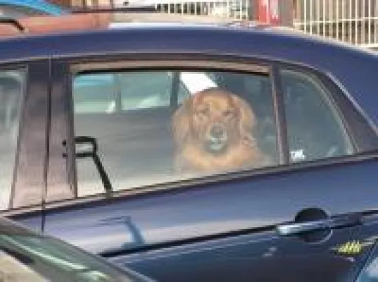 Bild: Bund Deutscher Tierfreunde rät zur Vorsicht bei Autofahrten mit Haustieren
