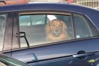 Bild: Bund Deutscher Tierfreunde rät zur Vorsicht bei Autofahrten mit Haustieren