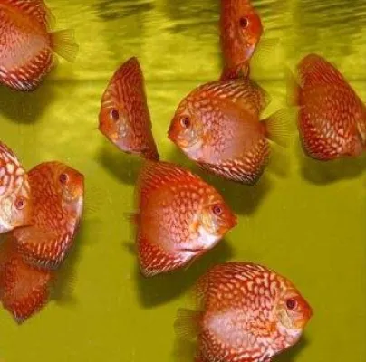 Bild: Wie halte ich meinen Diskusfisch auch während des Urlaubs gesund?