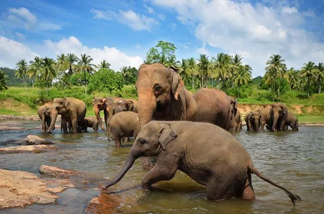 Bild: Sri Lanka: Traumstrände, Dschungel und acht Welterbestätten