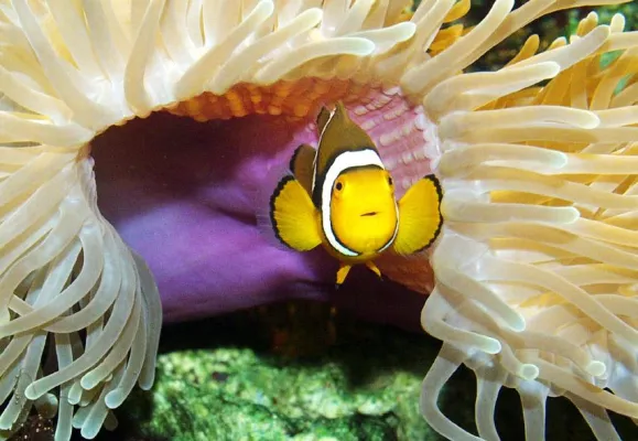 Bild: Fisch verliebt - Am Valentinstag sprudeln die Hormone im AquaDom & Sea Life Berlin