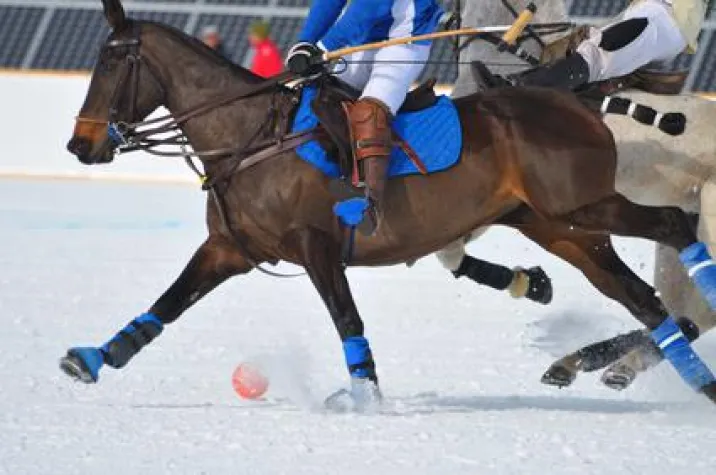 Bild: Polo – Trendsport in Aller Munde