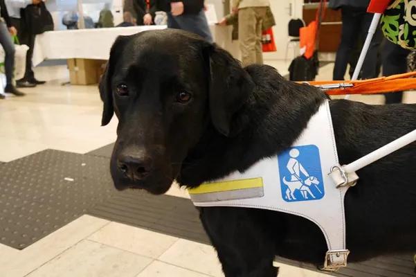 Bild: 15. SightCity: In wenigen Tagen werden in Frankfurt Hilfsmittel für Sehbehinderte und Blinde vorgestellt