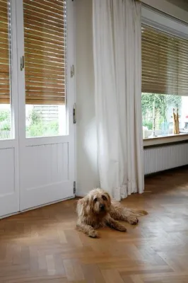 Bild: Sonnenschutz fürs Tier - auf vier Pfoten gesund durch den Sommer