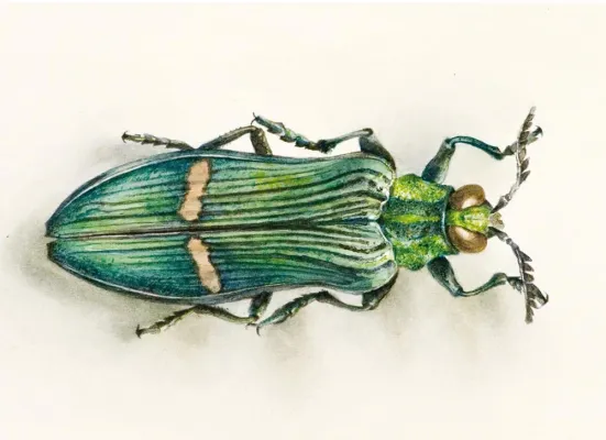 Ausstellung Andea Piep "aus der Natur" im Kunstverein Meißen Bild: Ausstellung Andea Piep "aus der Natur" im Kunstverein Meißen