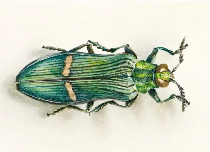 Bild: Ausstellung Andea Piep "aus der Natur" im Kunstverein Meißen