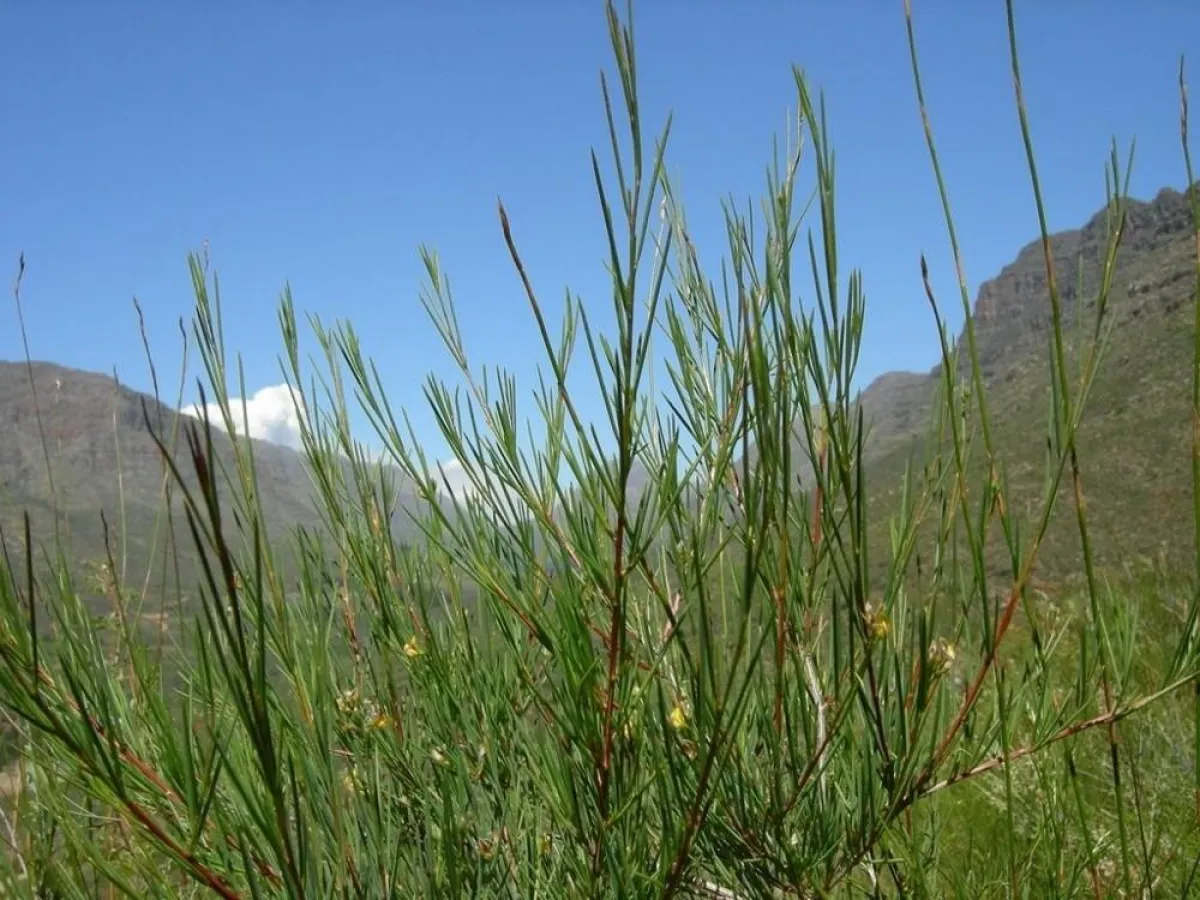 Wildwachsender Rooibos, Cedarberge Südafrika