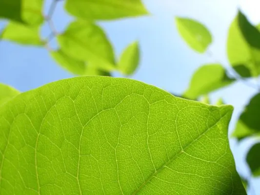 Bild: Blattfarbstoff und Geruchskiller: Chlorophyll beschert uns den goldenen Herbst