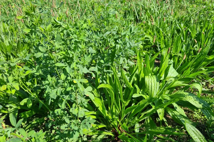 Bild: Neue Pflanzmischung überzeugt im Praxistest: Spitzwegerich steigert Futterertrag und schützt das Grundwasser 