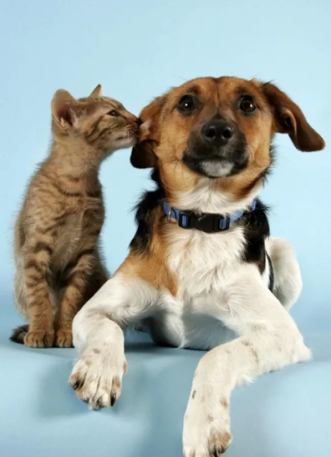 So unterschiedlich Hund und Katze sind, wenn sie Schmerzen haben, dann sind sie sich sehr ähnlich. Copyright: WEDOpress GmbH