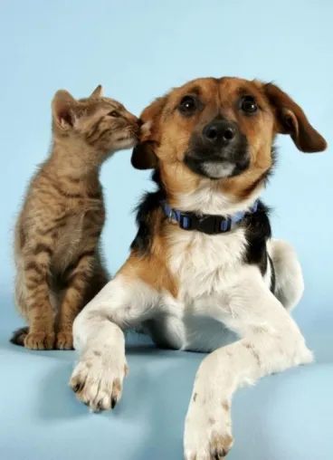 Bild: Schmerzen bei Hund und Katze - Biologische Schmerztherapie kann lindern und kurieren