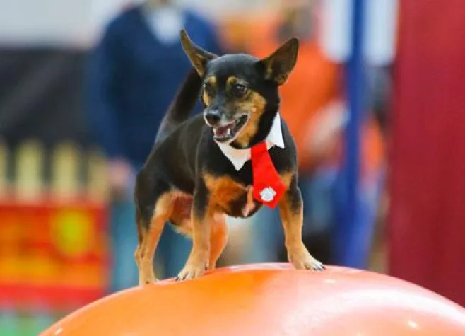 Bild: „TIERisch gut“ Haustiermesse mit ANUBIS-Partnern Karlsruhe und Rhein-Neckar