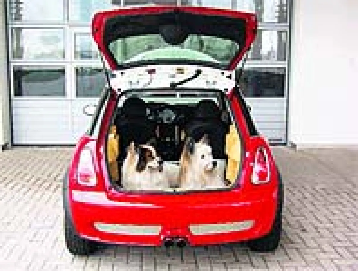 Die zwei Hunde freuen sich sichtlich über den erweiterten Stauraum