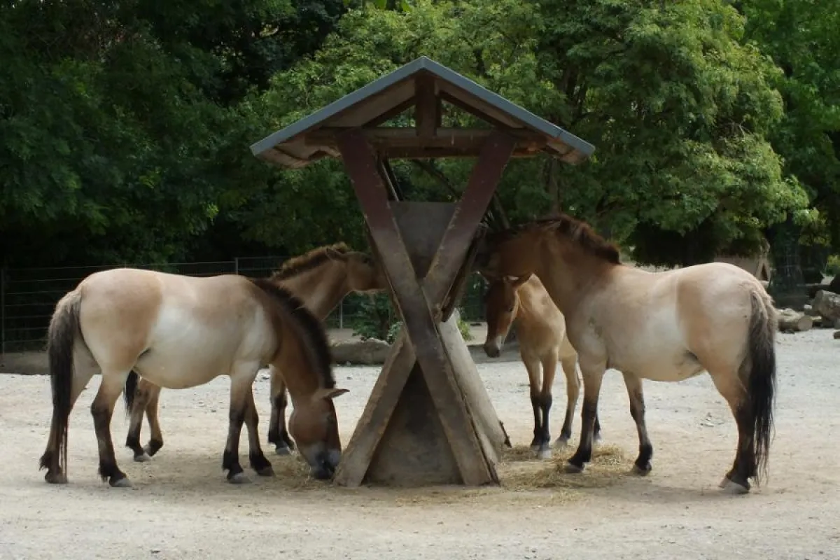 An der Rettung der Przewalski-Pferde haben Zoos einen großen Anteil.