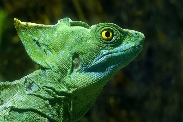Bild: 1-tägiges Fotosemnar „Terrarienfotografie“ im Reptilium Landau mit der Fotoschule des Sehens