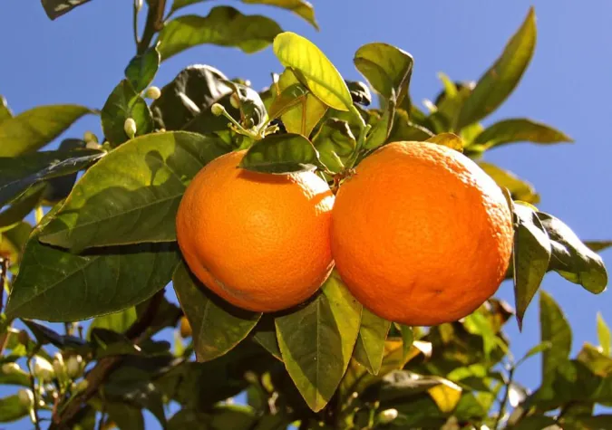 Bild: Neue Ernte im Tal der Orangen: Vitamine frisch vom Baum aus Sóller