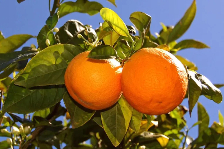 Bild: Neue Ernte im Tal der Orangen: Vitamine frisch vom Baum aus Sóller
