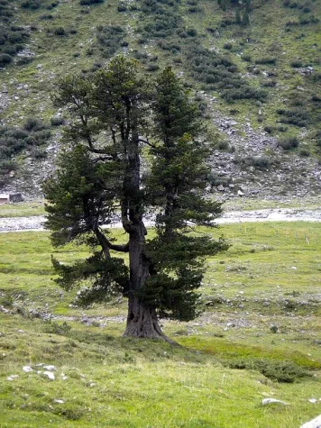 Bild: Die Zirbe im Nationalpark Hohe Tauern
