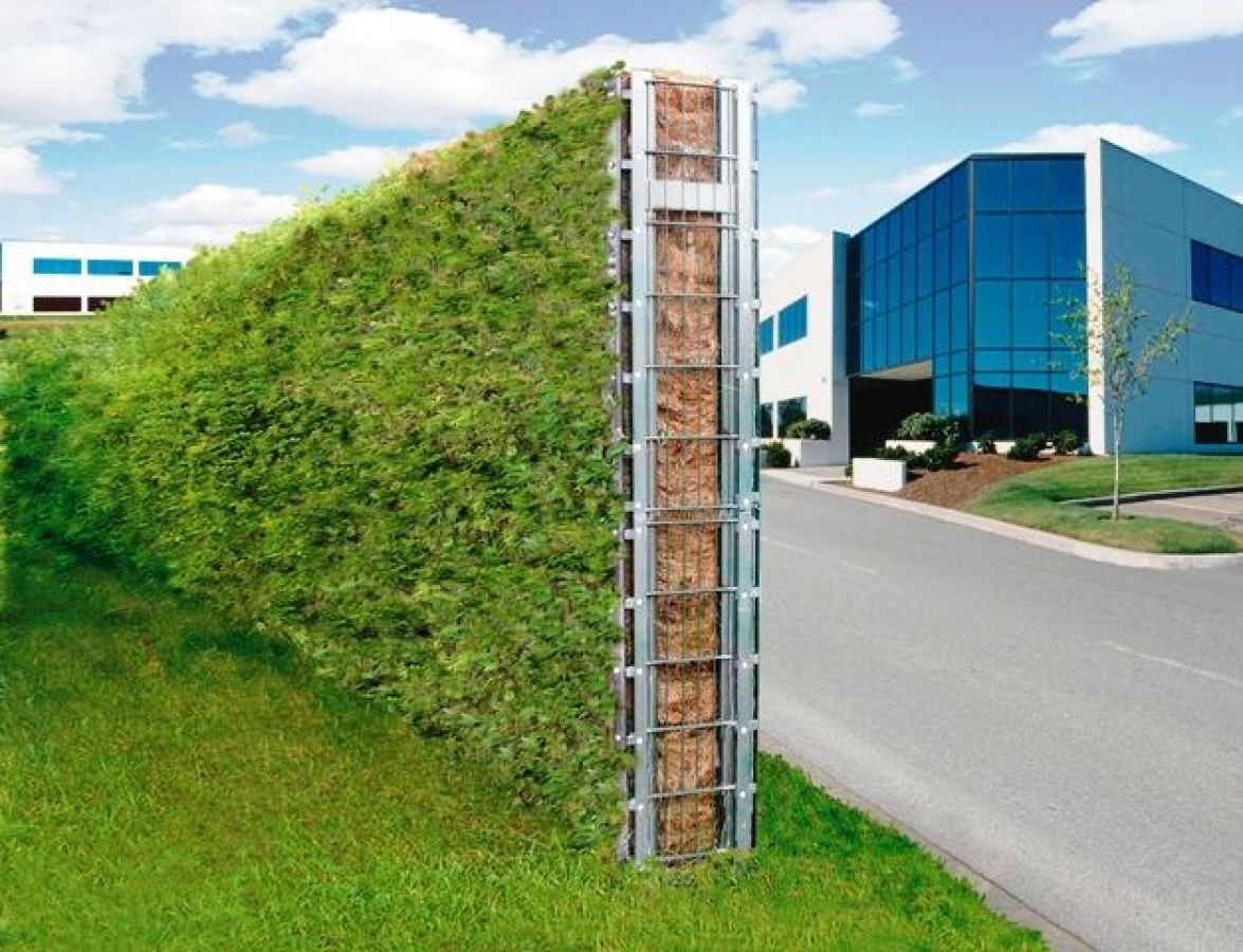 efeu wonder Hedera Helix Zimmerefeu, Ampel  vielgrn