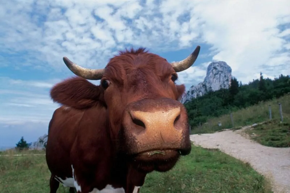Naturbewusster Urlaub in Prien am Chiemsee