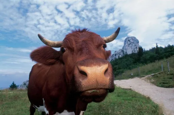 Bild: Umweltfreundlicher Urlaub in Prien am Chiemsee - Das „Bayerische Meer“ naturbewusst und nachhaltig erleben