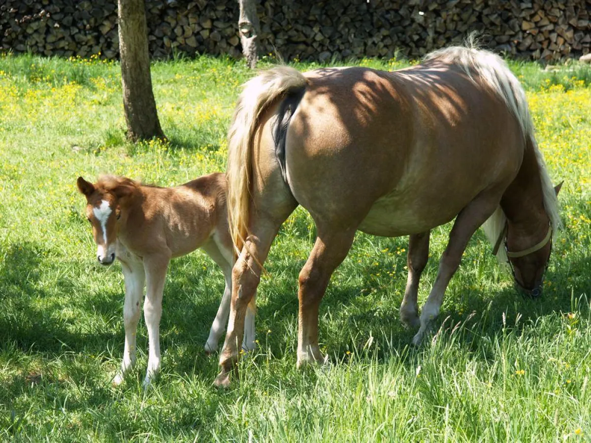 Haflingerstute mit Fohlen (Foto: Proplanta)