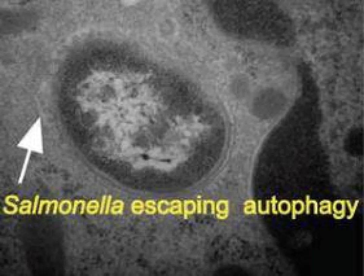 Salmonelle  versucht  dem  Immunsystem  zu  entkommen.