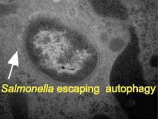 Bild: Wie Eindringlinge dem Immunsystem entkommen