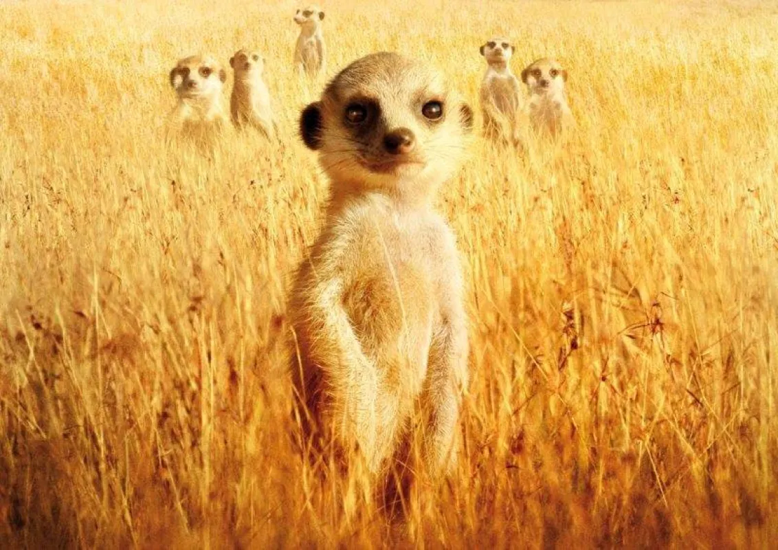 Eine ganz normale (Erdmännchen-)Familie