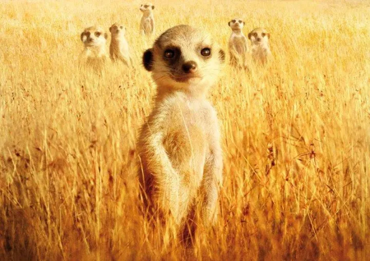 Bild: "Wächter der Wüste" ist Kinderfilm des Monats Mai 2016