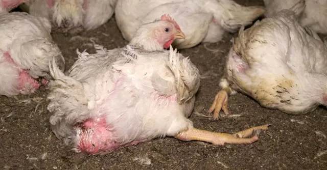 Bild: Getreten, geworfen, misshandelt: Tierquälerei bei Wiesenhof-Zulieferern